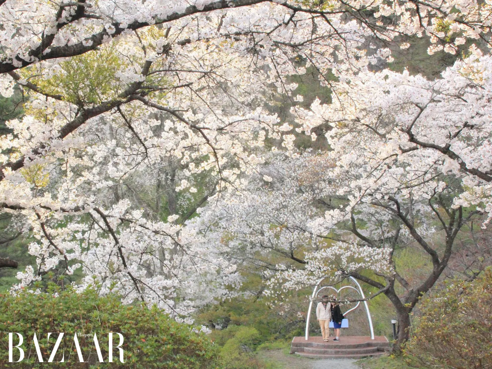 Địa điểm ngắm hoa anh đào Nhật Bản tuyệt đẹp ít người biết: Tỉnh Akita缩略图