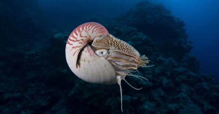 Phát hiện chấn động về đại dương cổ đại? “Sinh vật tiền sử” bất ngờ xuất hiện tại miệng núi lửa Thái Bình Dương缩略图