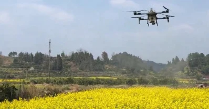 Chính quyền nhiều nơi của ĐCSTQ phun thuốc cho hoa cải dầu, người dân phẫn nộ: “Đây mới thực sự là hãm hại nông dân”缩略图