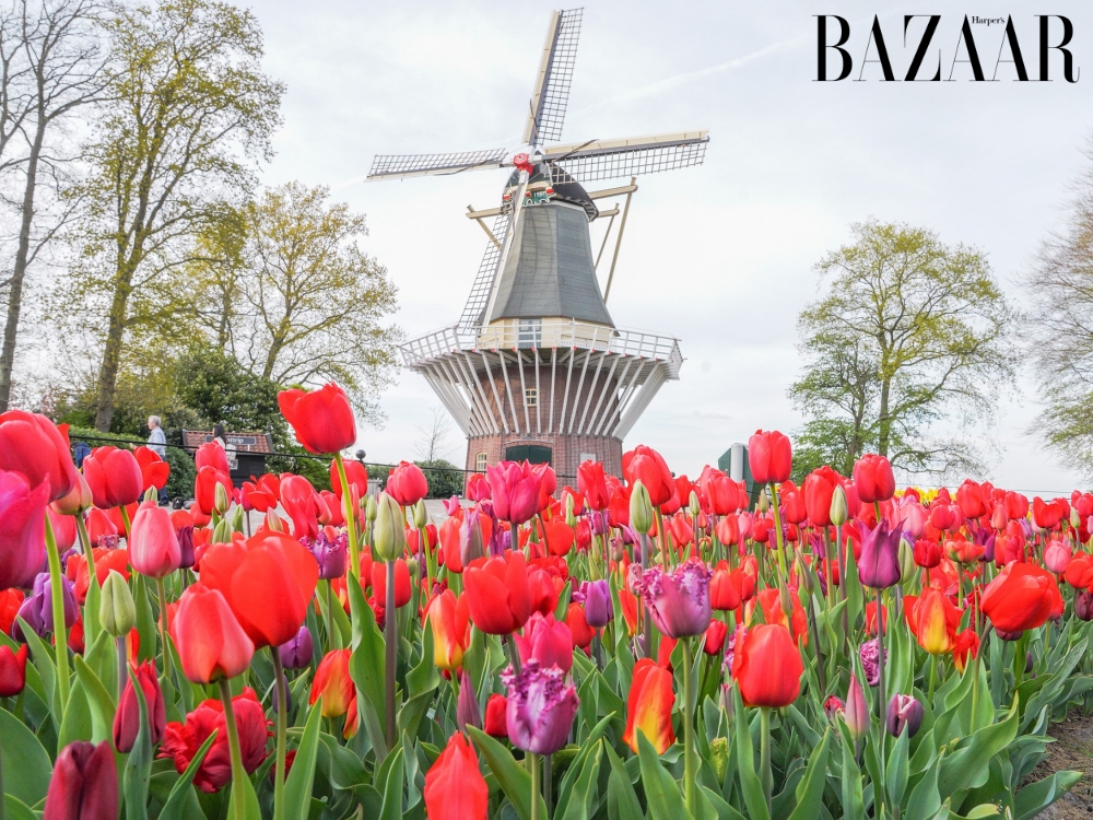 Lễ hội hoa tulip Keukenhof 2026 ở Hà Lan có gì đặc sắc?缩略图