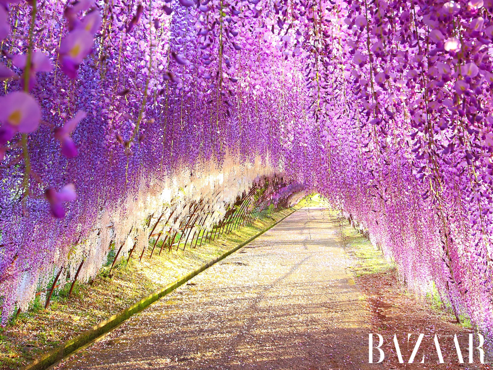 8 địa điểm ngắm hoa tử đằng nổi tiếng nhất ở Nhật Bản缩略图