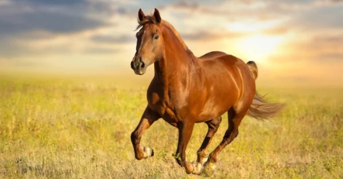 Nguồn gốc của câu tục ngữ “Ngựa tốt không ăn cỏ quay đầu” là gì?缩略图