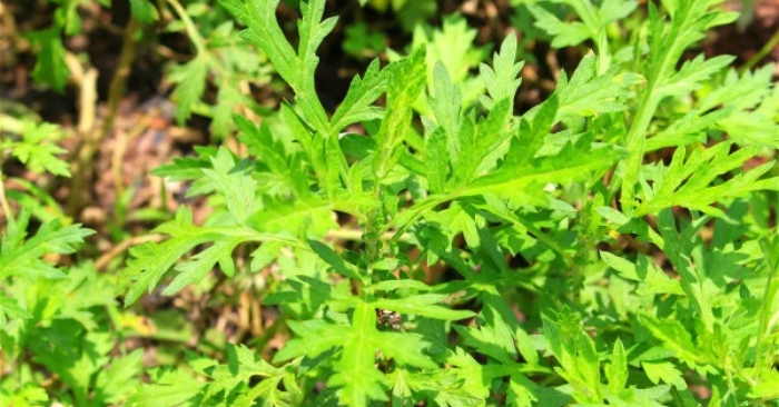 Cây ngải cứu nhỏ bé có khả năng chống ung thư, công dụng và tác dụng dưỡng sinh缩略图