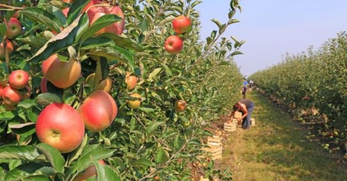 Chủ vườn cây ăn quả bị sát hại, mang theo ký ức tiền kiếp chuyển sinh缩略图