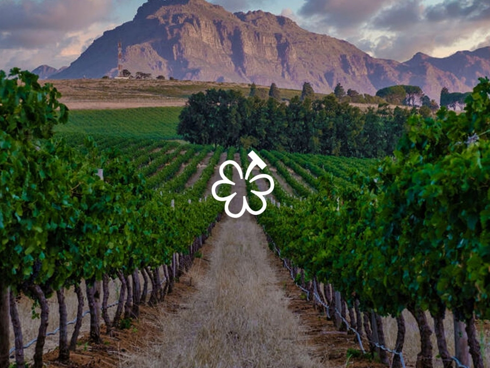 Michelin Grape: Hạng mục đánh giá rượu vang ngon của Michelin缩略图