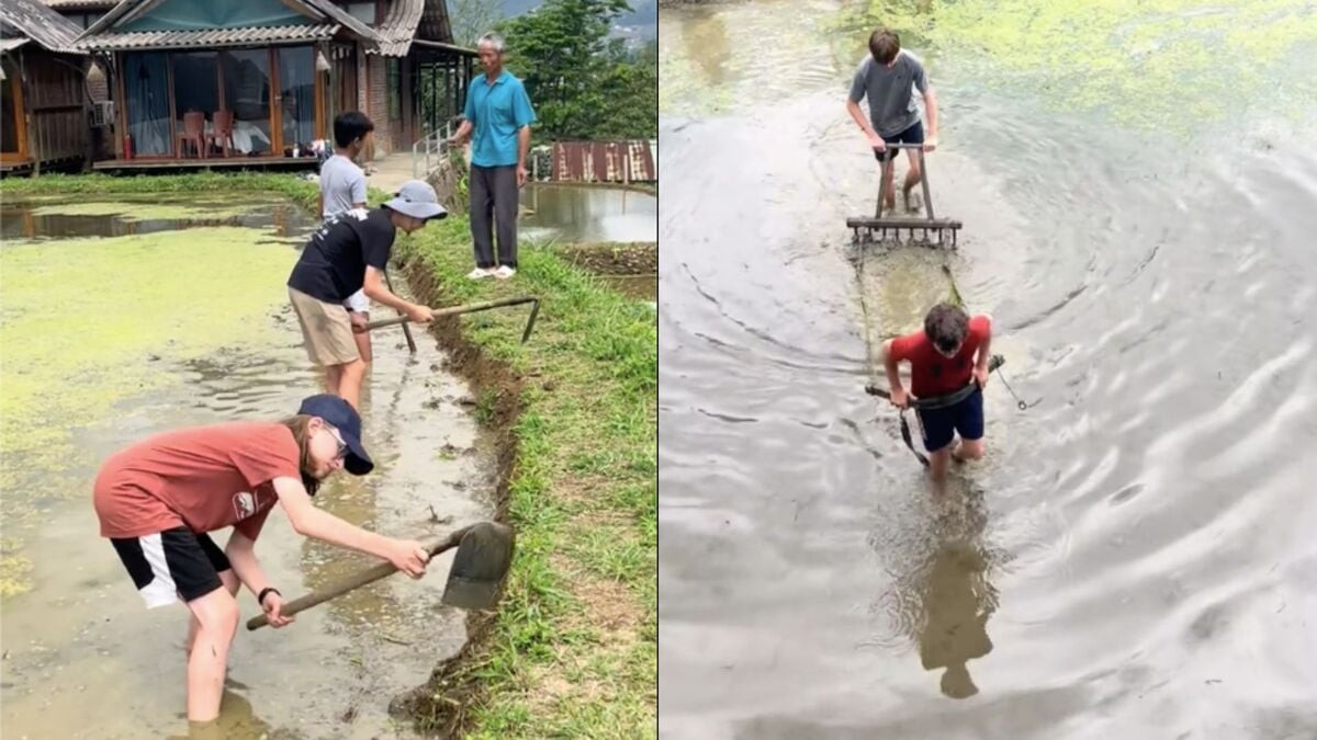 Cảnh khách Tây &amp;apos;kéo bừa thay trâu&amp;apos; trên ruộng bậc thang ở Lào Cai gây sốt缩略图