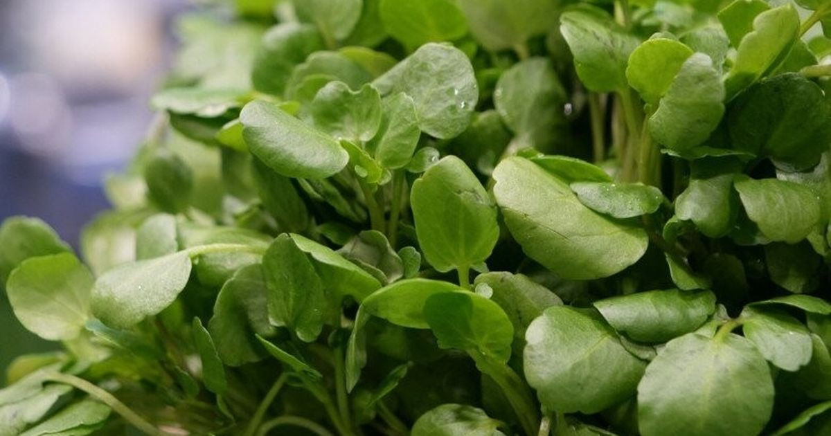 Cây rau nước Mỹ chấm 10 điểm được bán đầy chợ từ 10.000 đ/kg, trồng 45 ngày cho thu hoạch, thành đặc sản tốt cho sức khỏe缩略图