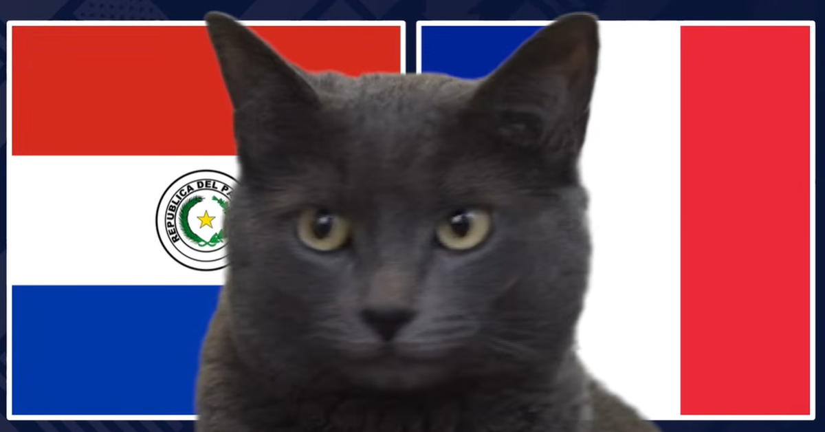Mèo tiên tri dự đoán kết quả trận Paraguay vs Pháp: Lựa chọn đáng giá缩略图