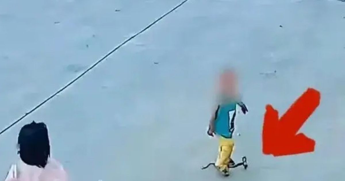 Rắn hổ xòe mang sau khi bị hai đứa trẻ giẫm trúng liên tiếp, đoạn camera 10 giây khiến hàng triệu người xem lạnh gáy缩略图