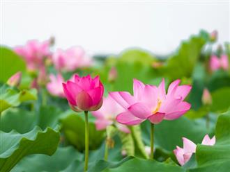 Đúng thứ Năm 20/8/2026, 3 con giáp &amp;apos;ăn trọn lộc trời&amp;apos;, trúng số độc đắc đổi vận, sự nghiệp thăng hoa缩略图