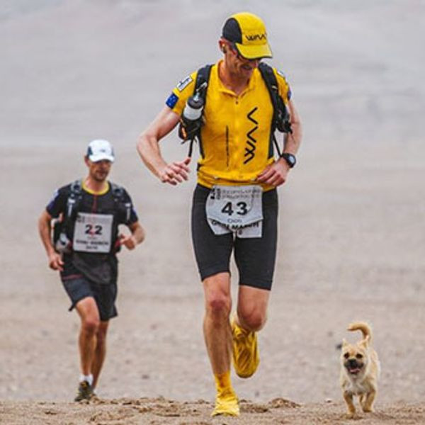 Chú chó hoang chạy 125 km xuyên sa mạc theo chân VĐV marathon rồi mất tích: Cái kết sau 9 năm gây bất ngờ缩略图