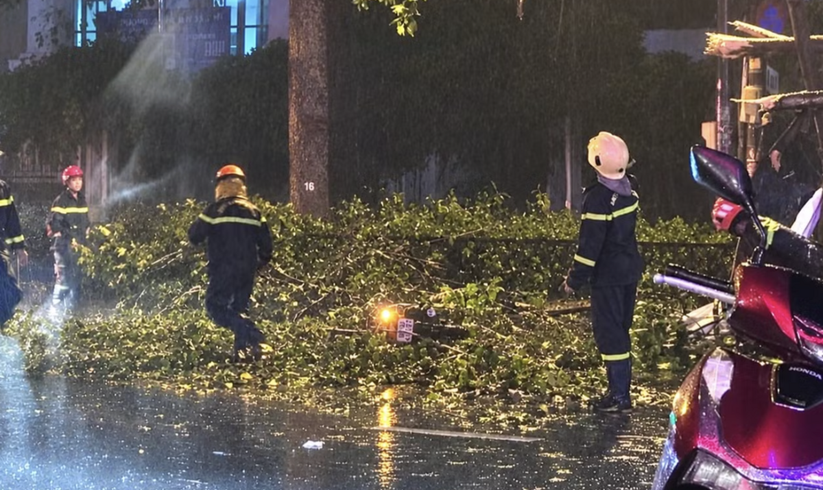 TP.HCM: Nhánh cây lớn rơi trúng xe máy, hai vợ chồng thương vong缩略图
