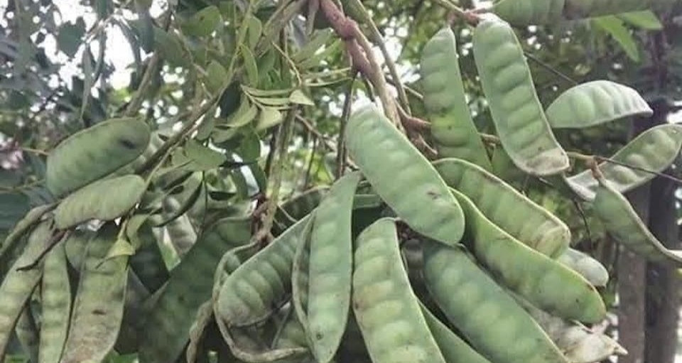 Công dụng một loại cây dùng gội đầu nằm trong danh mục cấm trồng ở Hà Nội缩略图