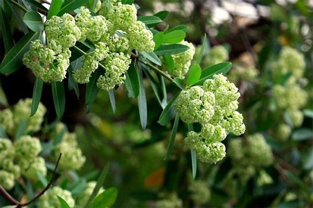 Dân mạng gọi sống cạnh cây hoa sữa là &amp;apos;thử thách sinh tồn&amp;apos;, khoe đủ cách đối phó缩略图