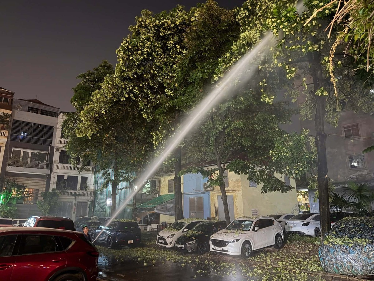 Hà Nội chưa có kế hoạch đánh chuyển, tỉa bớt cây hoa sữa ra khỏi khu dân cư缩略图