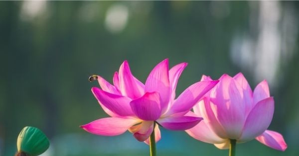 Tử vi 3 ngày cuối tuần (2, 3, 4 tháng 10), 3 con giáp công danh chạm đỉnh, mở lối Vinh Hoa, Tiền Tài cực thịnh vượng缩略图